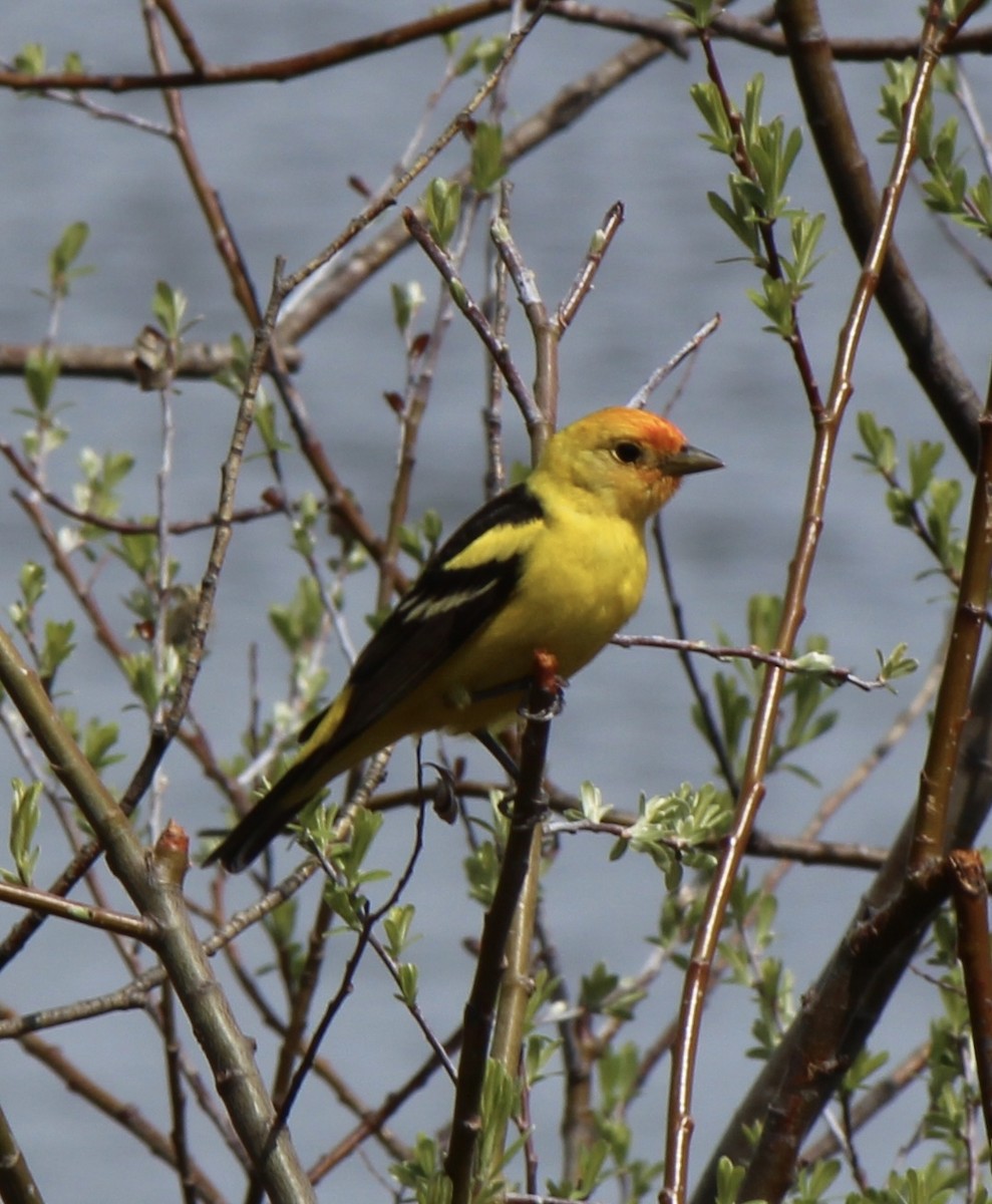 Western Tanager - Amy Ressler-Williams