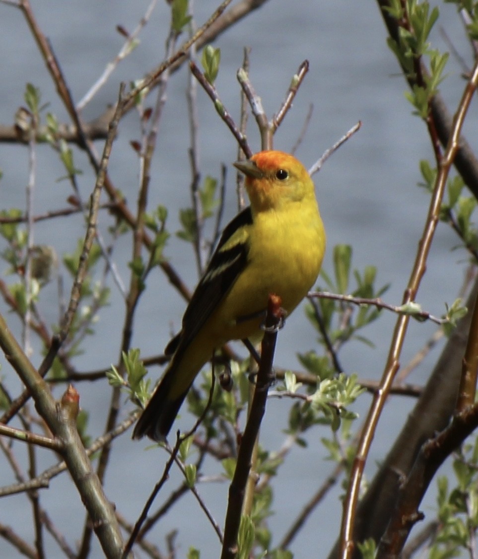 Western Tanager - Amy Ressler-Williams