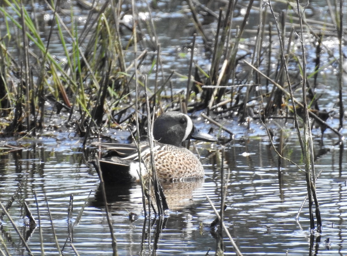 Blue-winged Teal - ML619199528