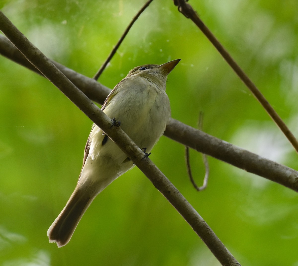 Acadian Flycatcher - ML619199532