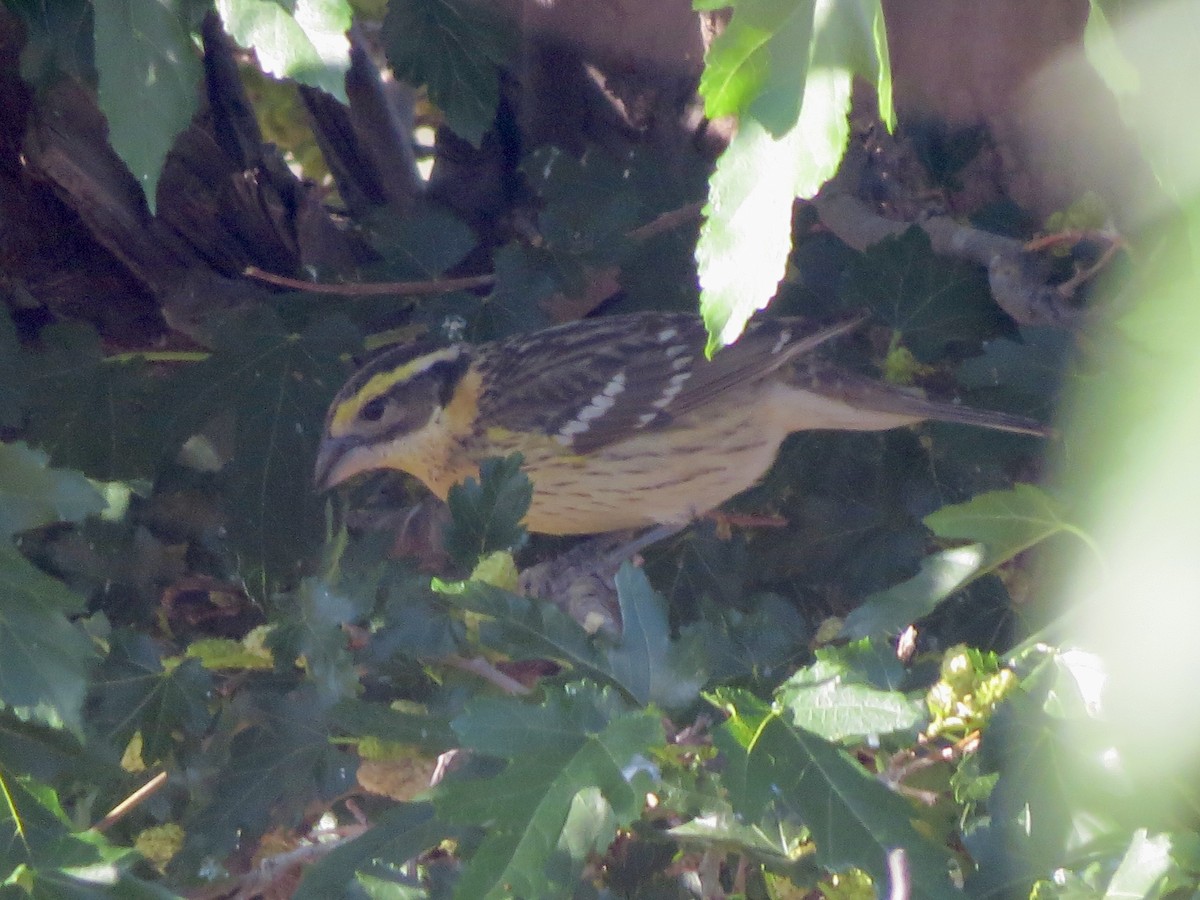 Black-headed Grosbeak - ML619199536