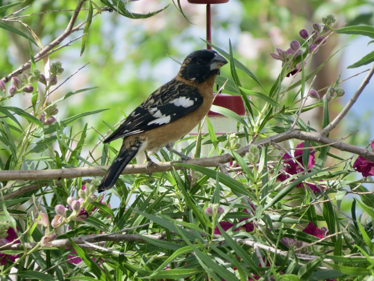 Black-headed Grosbeak - Dawn Zappone