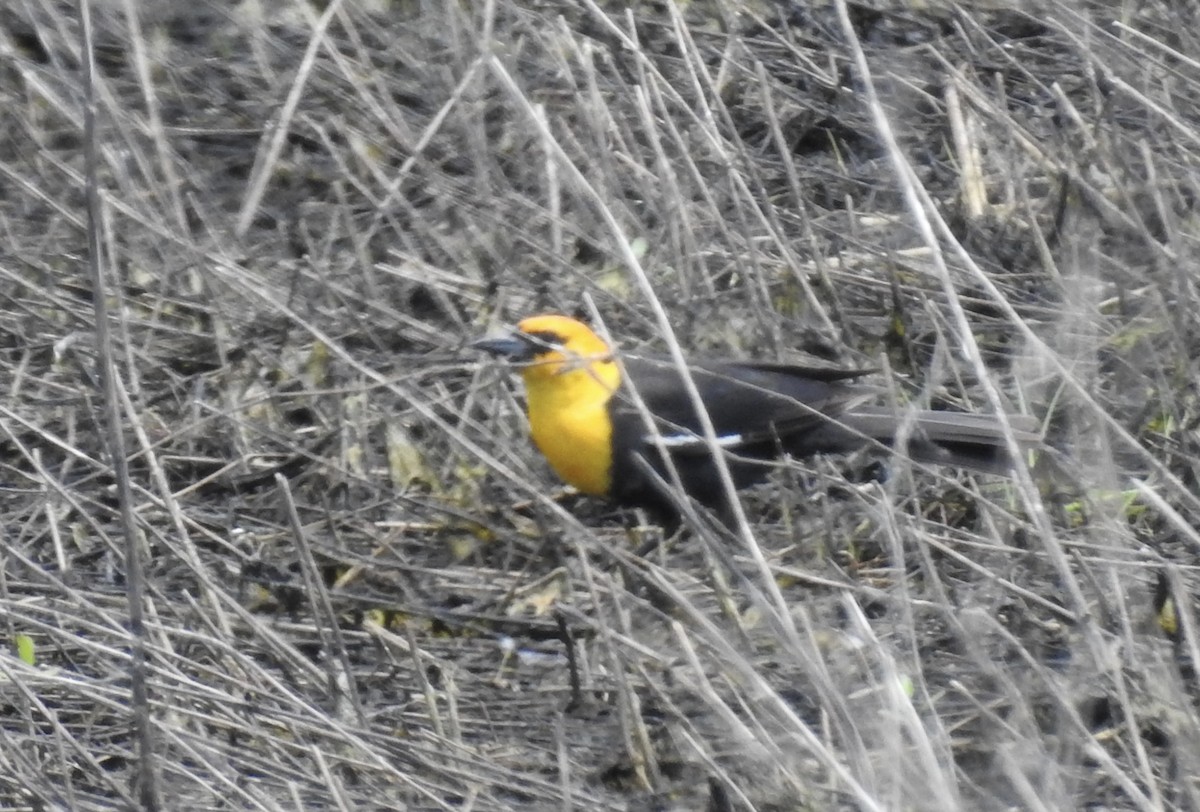 Yellow-headed Blackbird - ML619199544