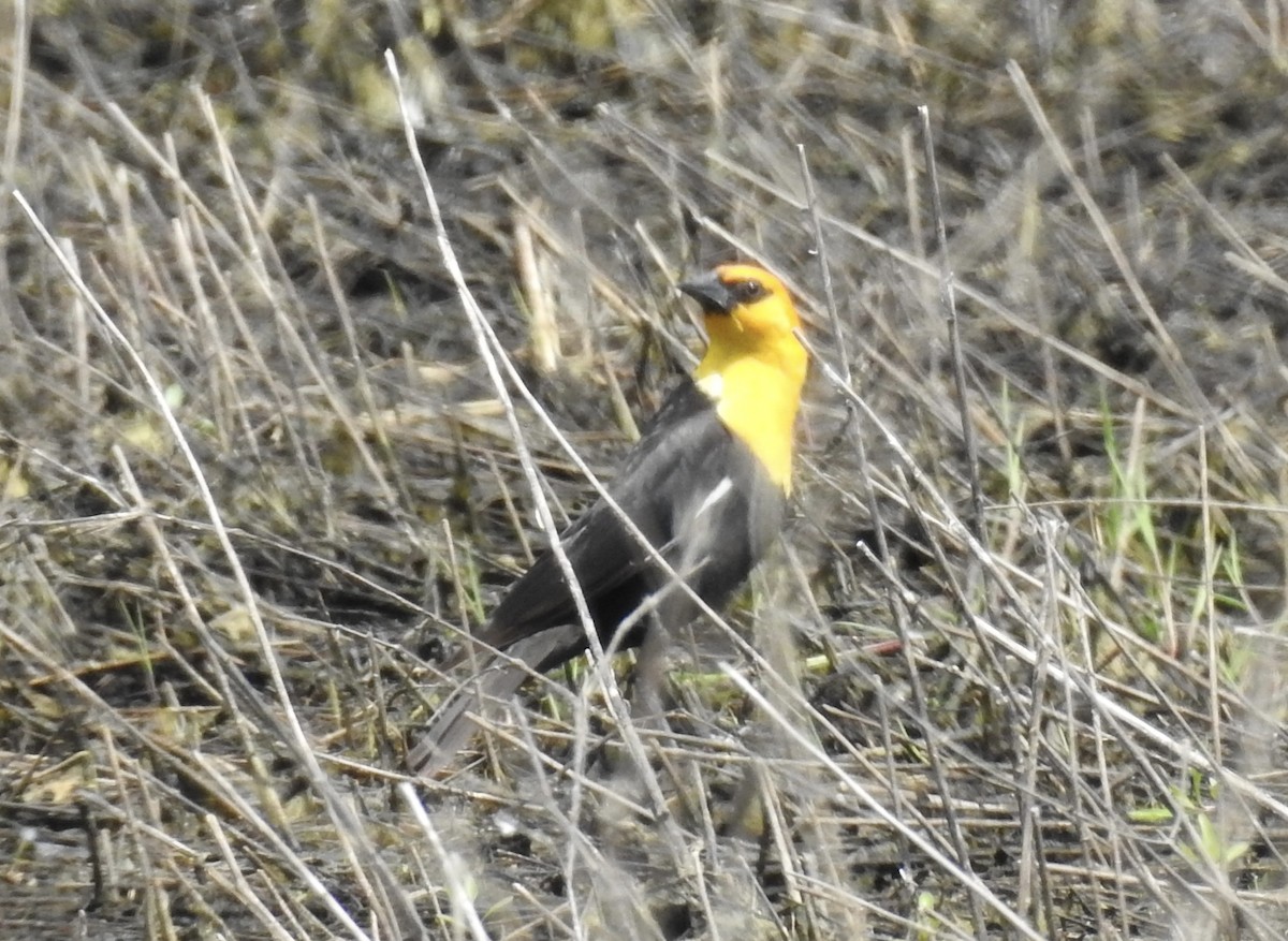 Yellow-headed Blackbird - ML619199545