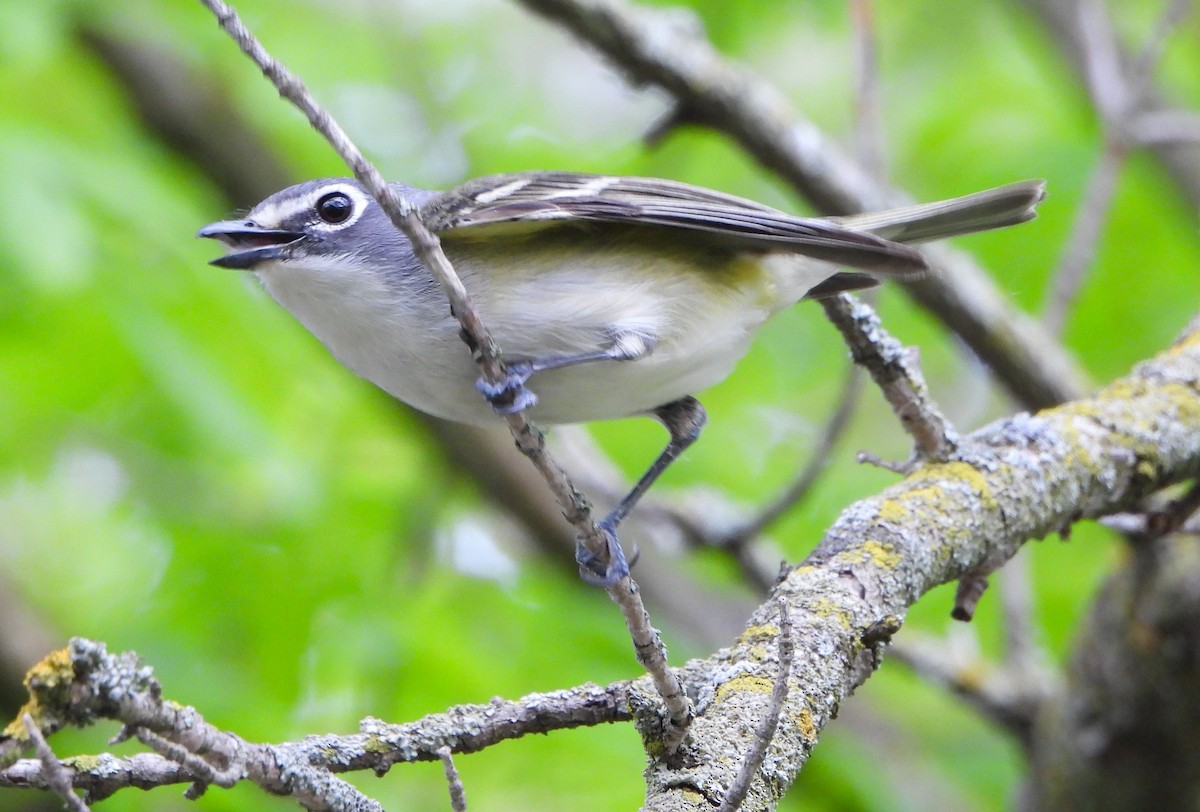 Blue-headed Vireo - Steven C