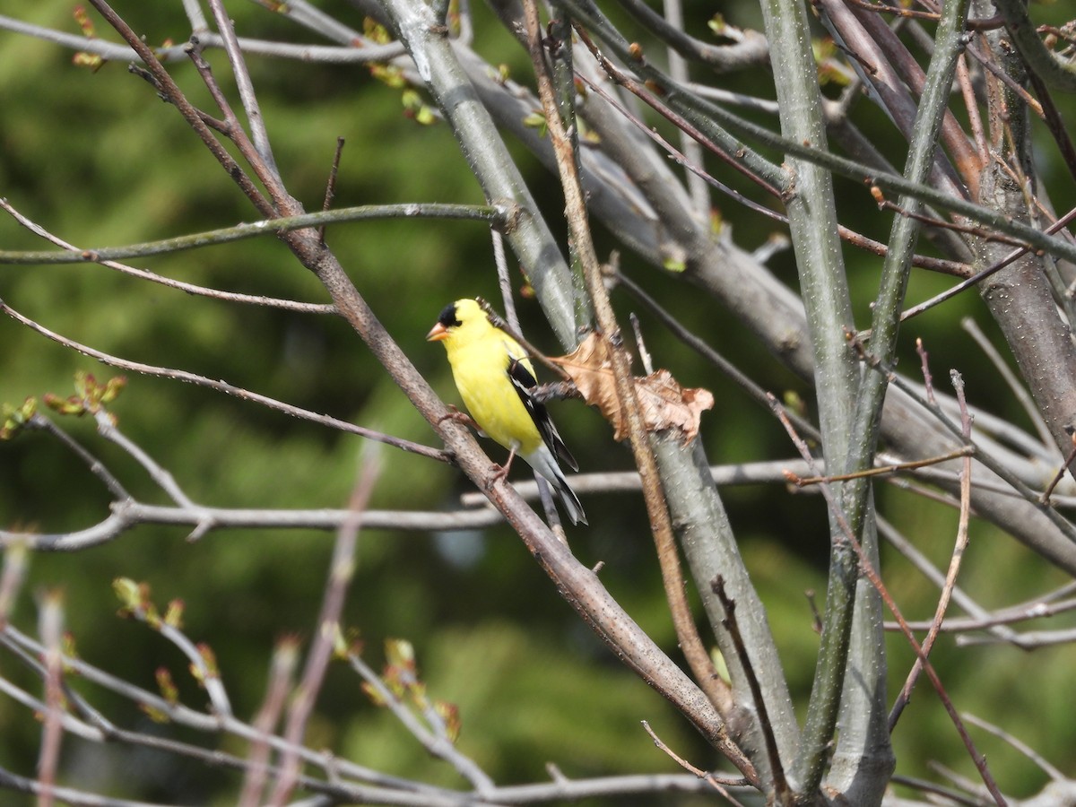 American Goldfinch - Nicole St-Amant