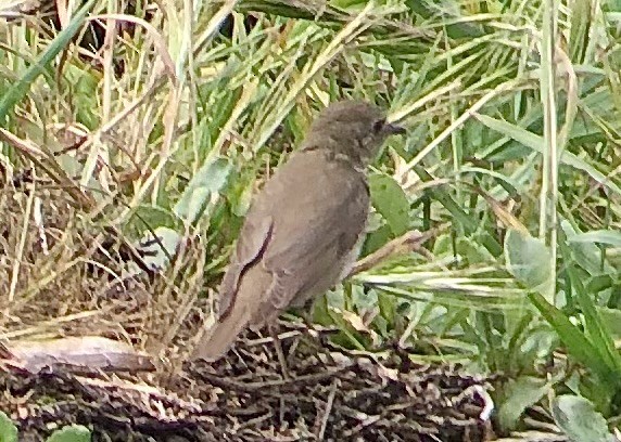 Gray-cheeked Thrush - ML619199561