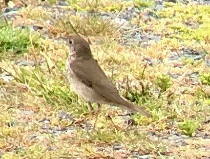 Gray-cheeked Thrush - David Tomb