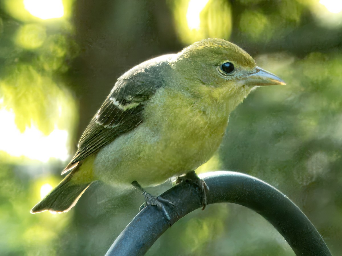 Western Tanager - Dan Tallman