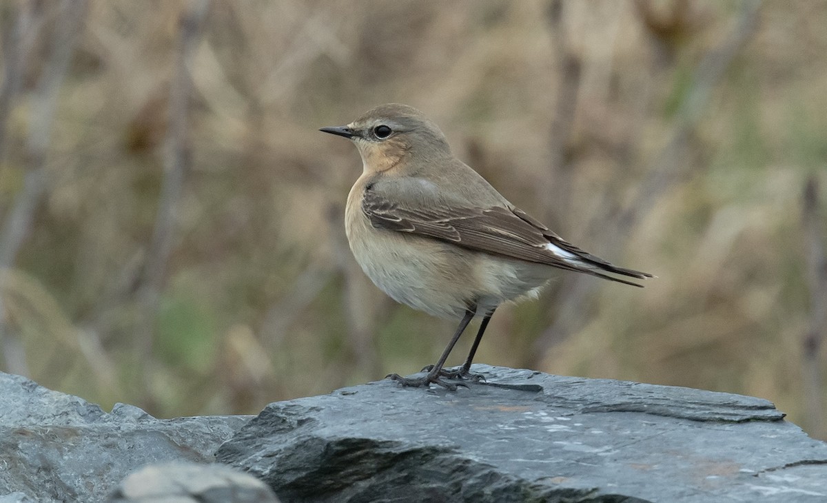 Northern Wheatear - Bruce Mactavish