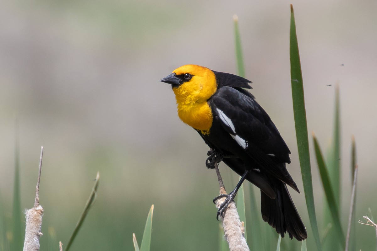 Yellow-headed Blackbird - Adam Kaningher