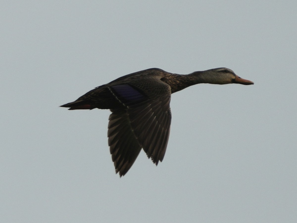 Mottled Duck - Tami Reece