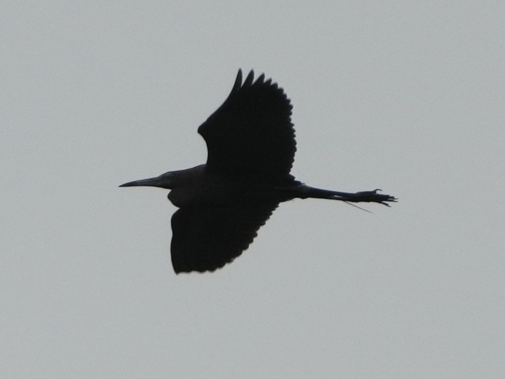 Little Blue Heron - Tami Reece