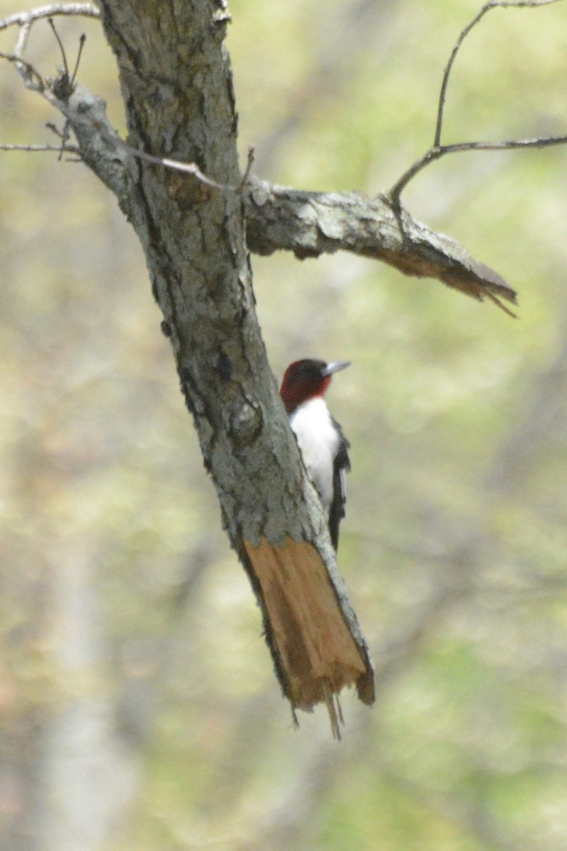 Red-headed Woodpecker - Donna Foyle