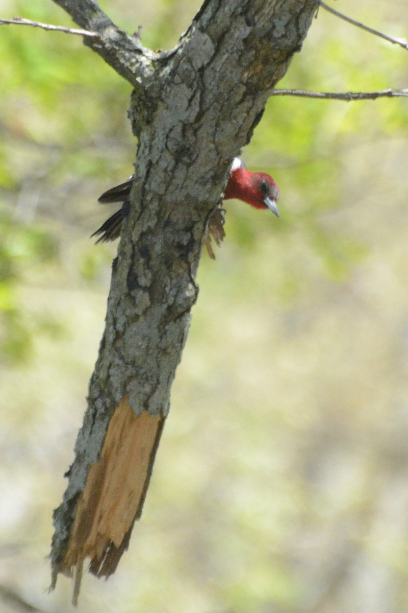 Red-headed Woodpecker - Donna Foyle
