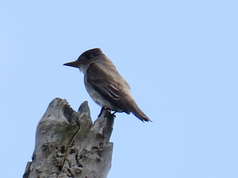 Olive-sided Flycatcher - ML619199625