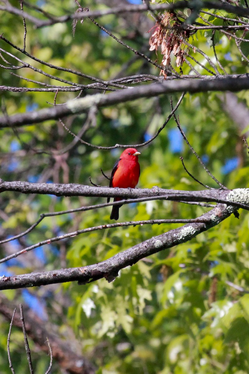 Scarlet Tanager - John Vassallo