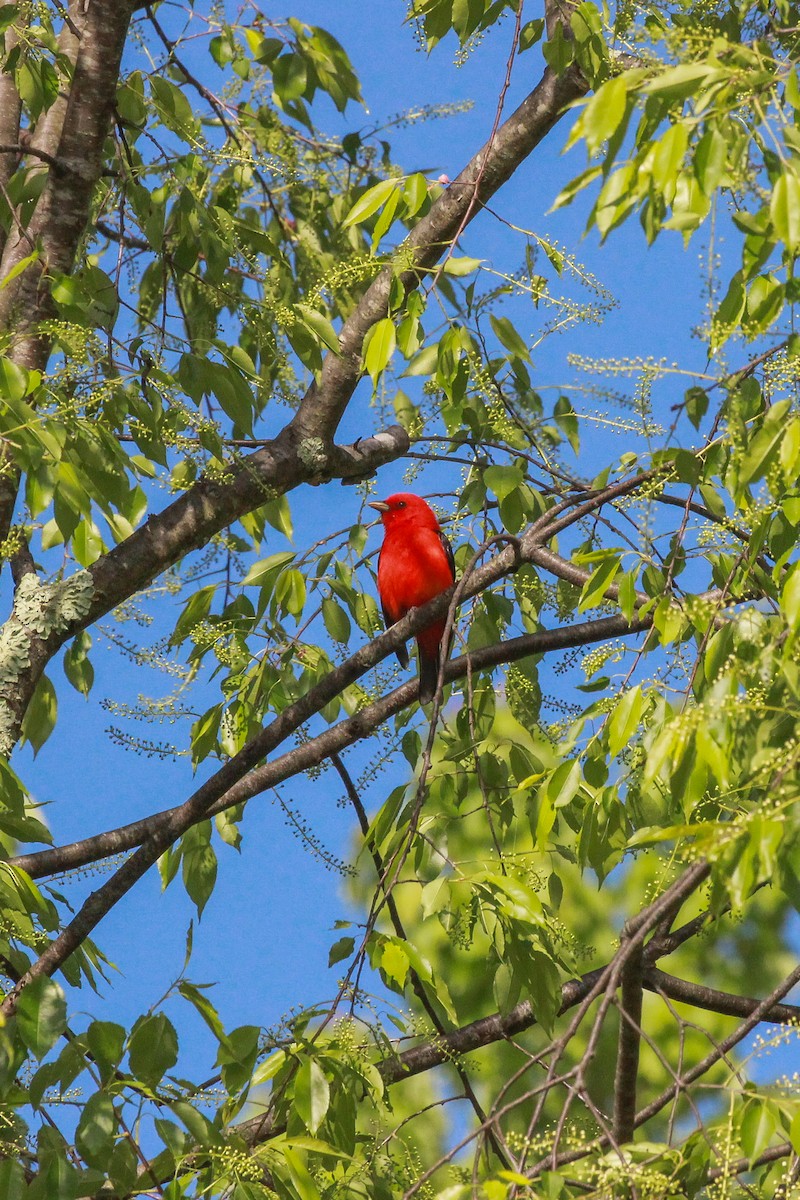 Scarlet Tanager - John Vassallo