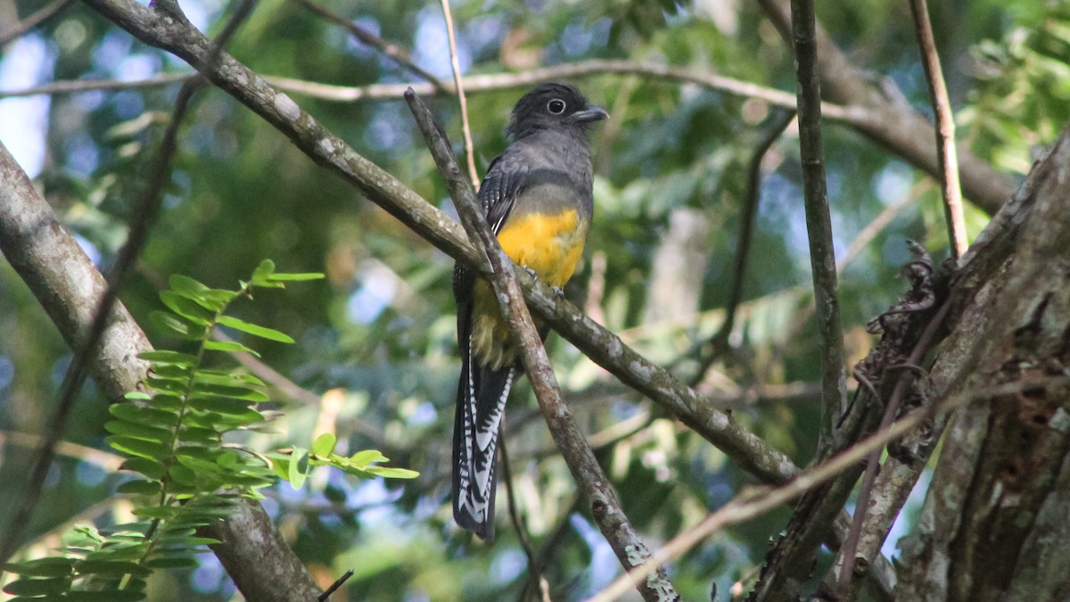 Green-backed Trogon - Anonymous