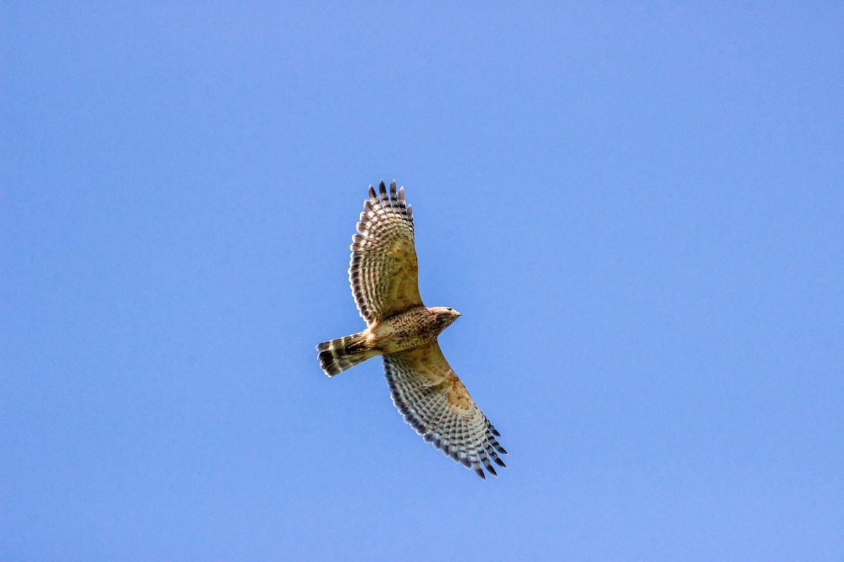 Red-shouldered Hawk - John Vassallo