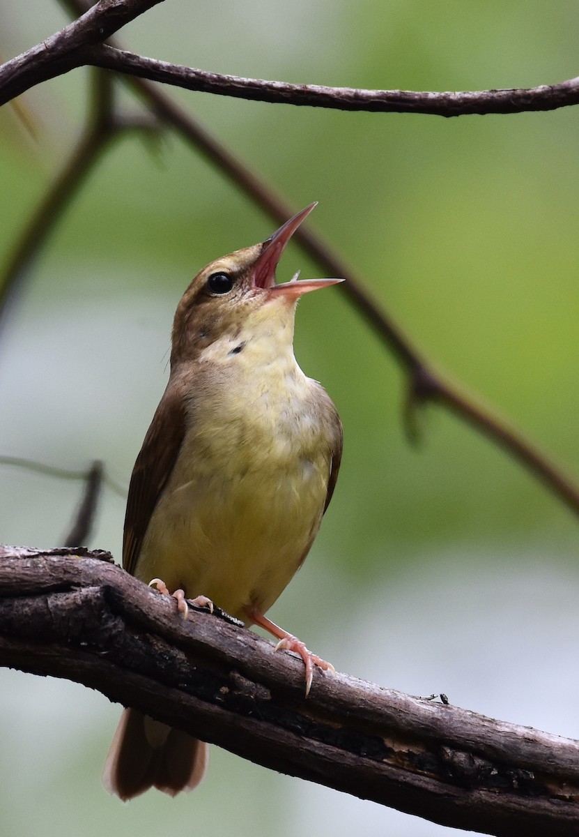 Swainson's Warbler - John Lynch