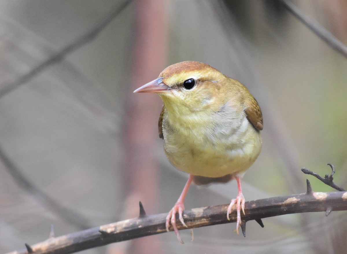 Swainson's Warbler - John Lynch