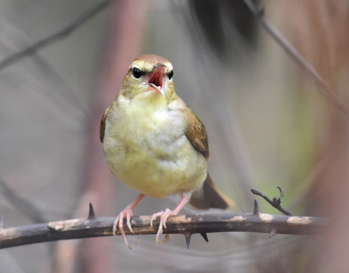 Swainson's Warbler - John Lynch