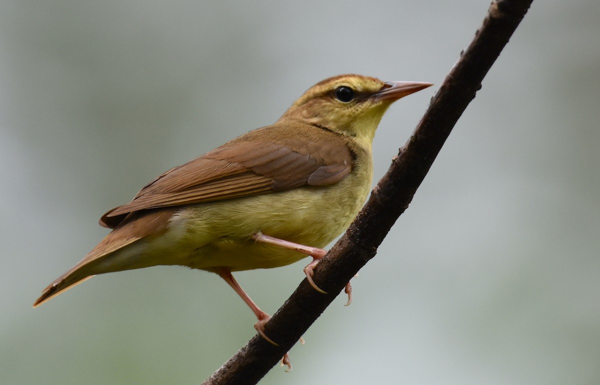 Swainson's Warbler - John Lynch