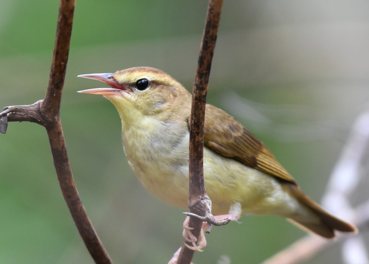 Swainson's Warbler - John Lynch