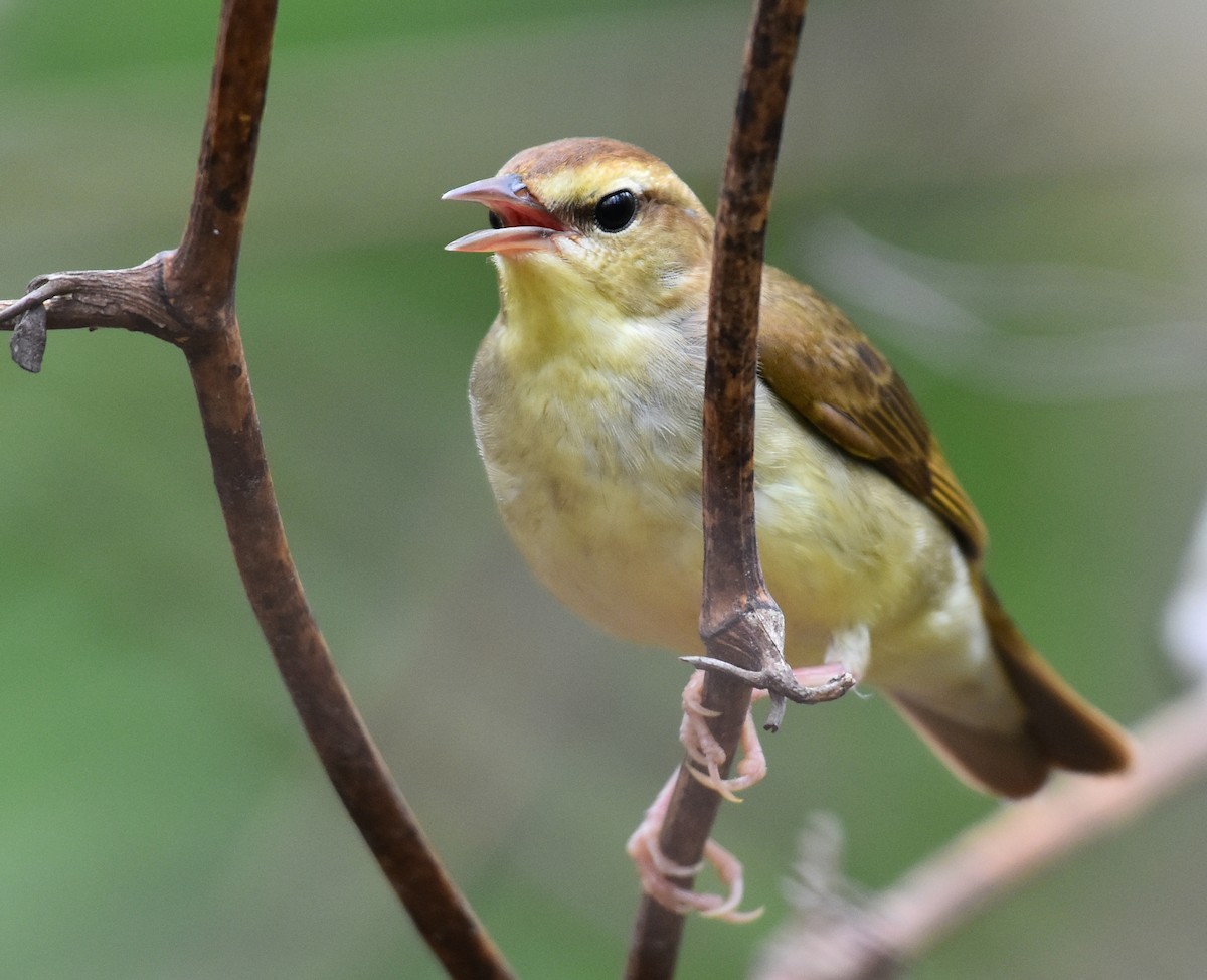 Swainson's Warbler - ML619199660