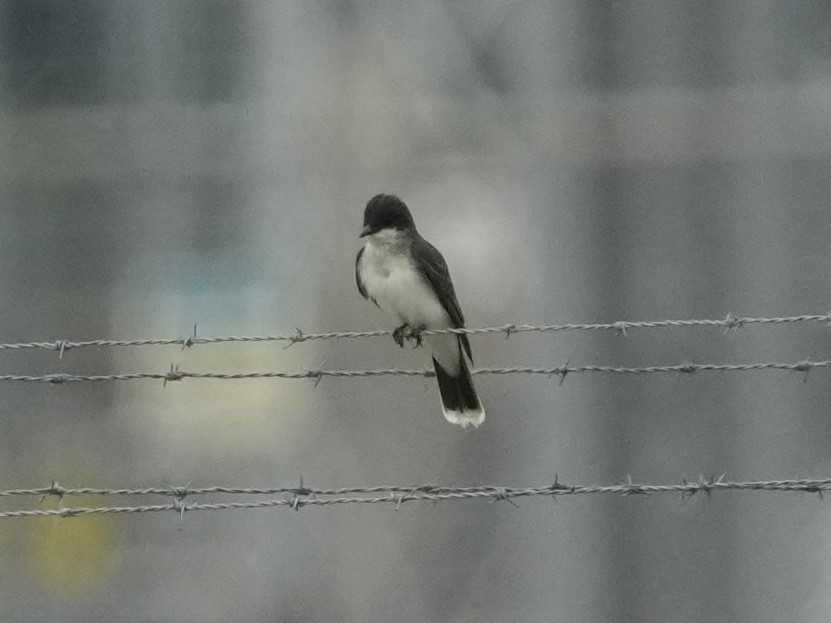 Eastern Kingbird - ML619199662