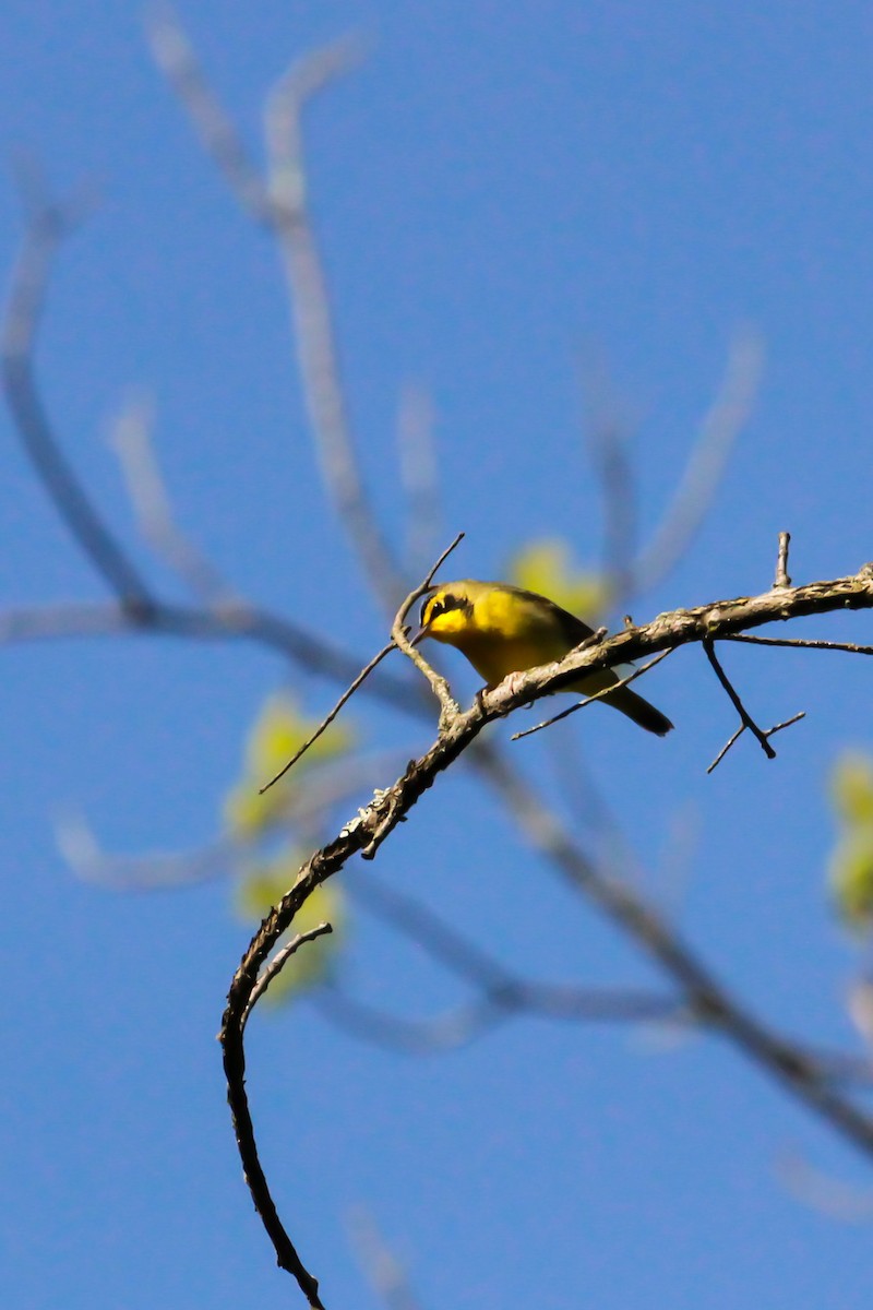 Kentucky Warbler - John Vassallo