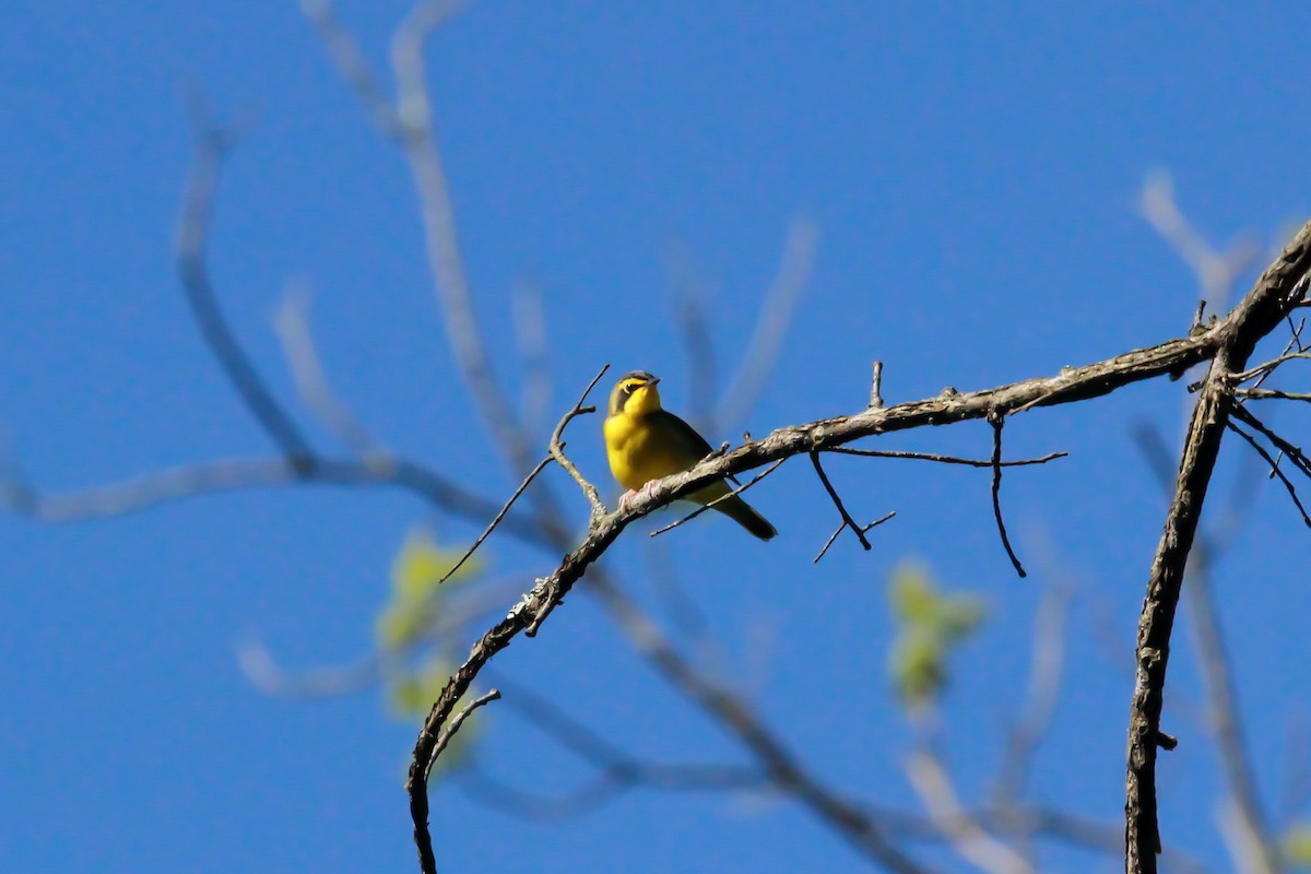 Kentucky Warbler - John Vassallo