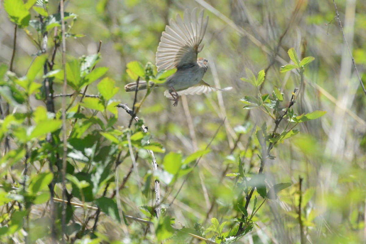 Field Sparrow - ML619199674