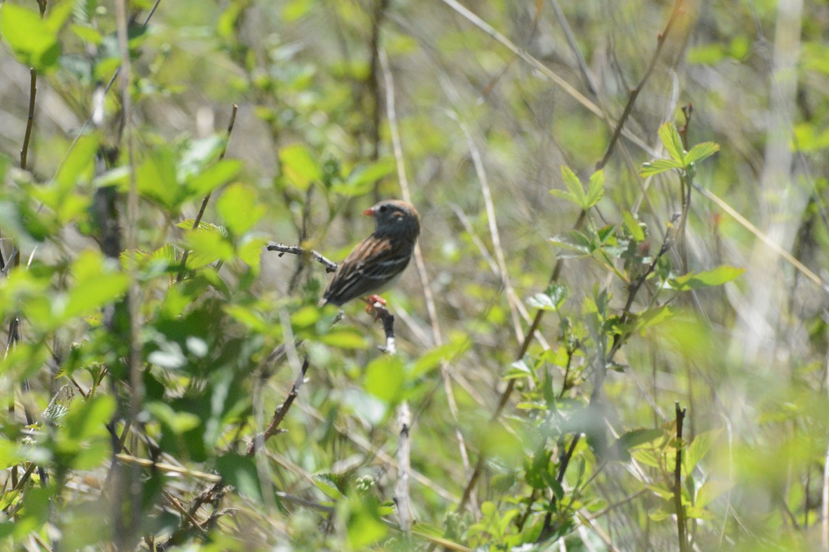 Field Sparrow - ML619199675