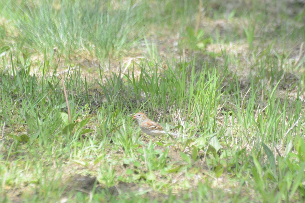 Field Sparrow - ML619199676