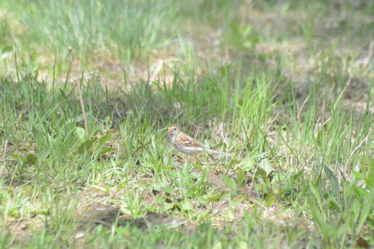 Field Sparrow - ML619199677