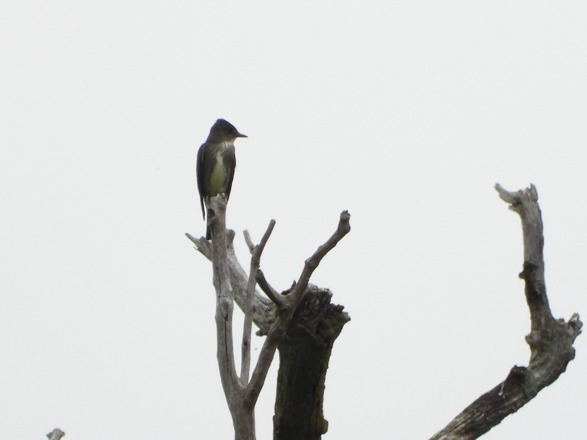 Olive-sided Flycatcher - Nui Moreland
