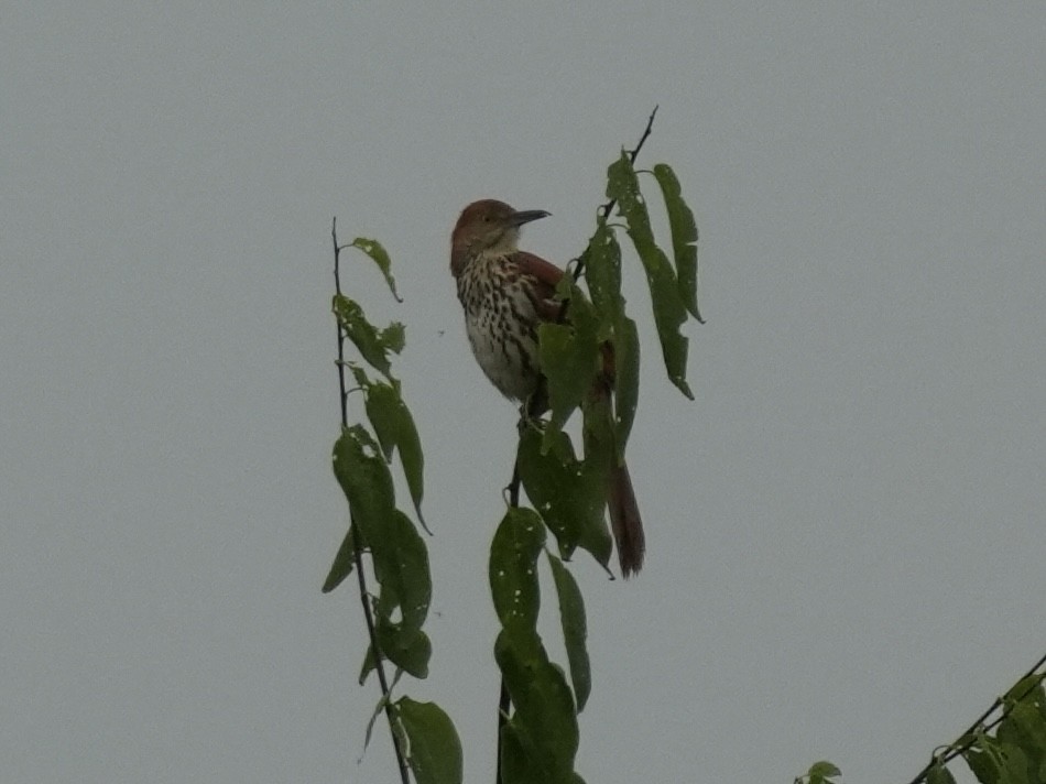 Brown Thrasher - Tami Reece