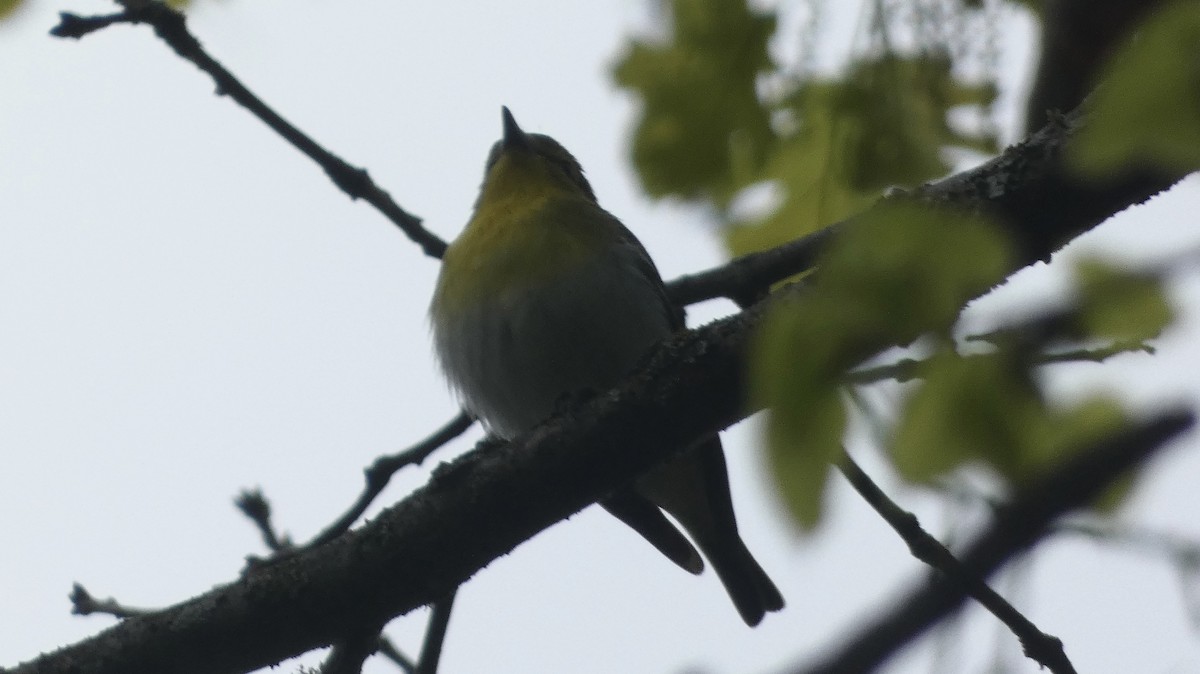 Vireo Gorjiamarillo - ML619199687