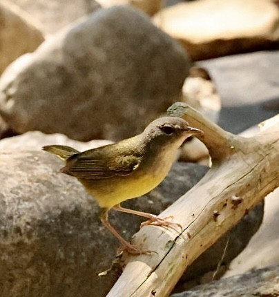 Mourning Warbler - Dennis Devlin