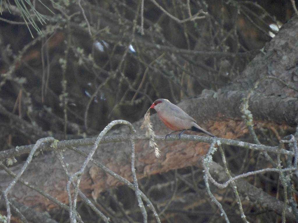 Common Waxbill - Beth Bruckheimer