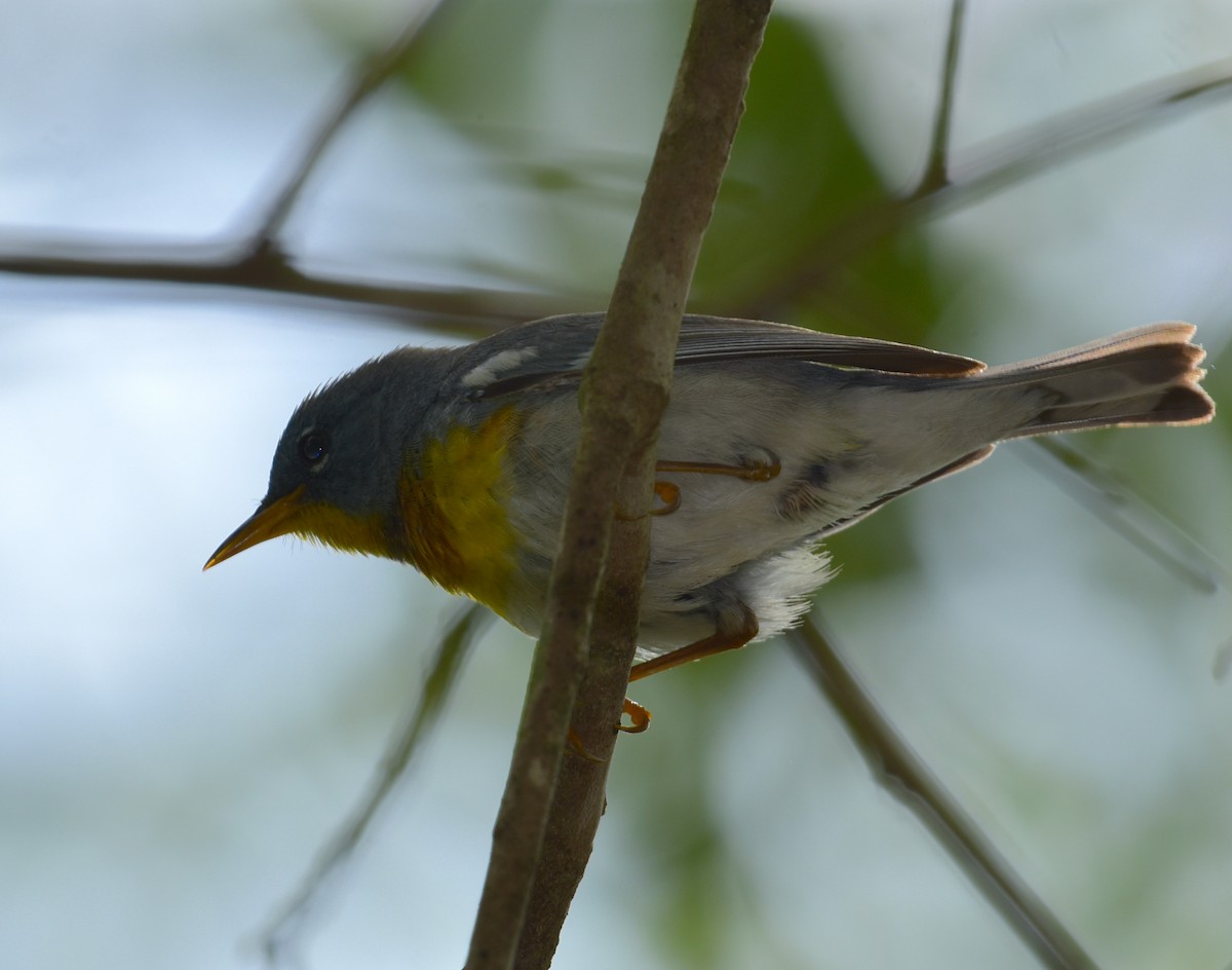 Northern Parula - John Lynch