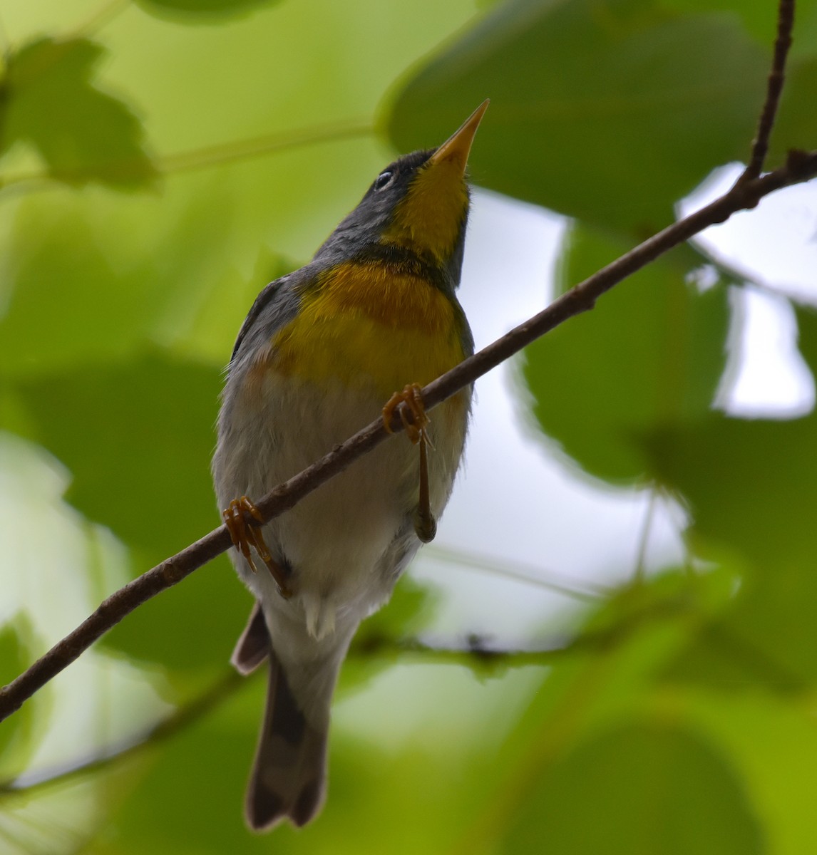 Northern Parula - ML619199735