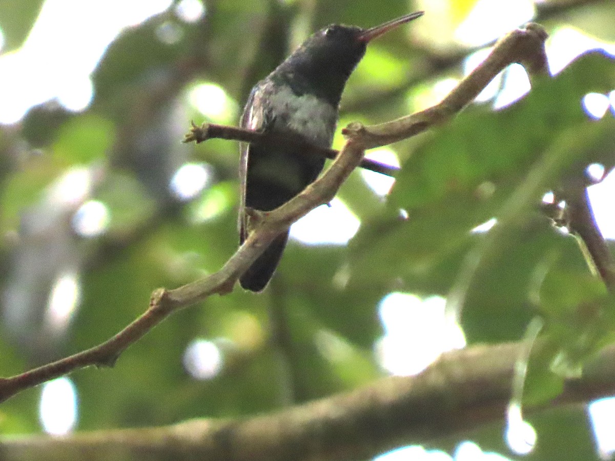 kolibřík bělobradý - ML619199739