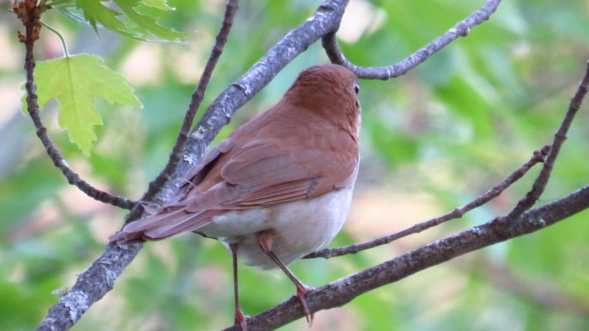 Veery - Peter Fraser