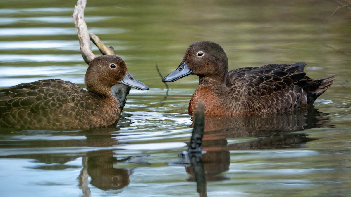 Brown Teal - Brendan Tucker