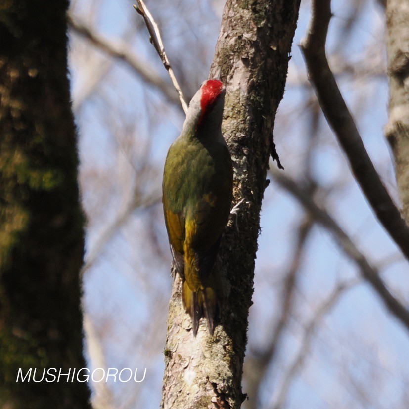 Japanese Woodpecker - ML619199757