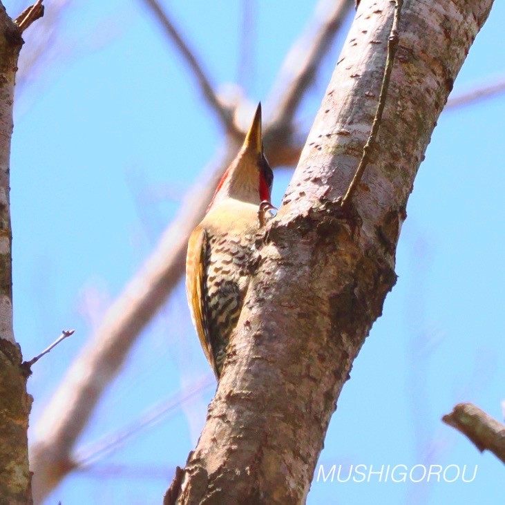 Japanese Woodpecker - ML619199759