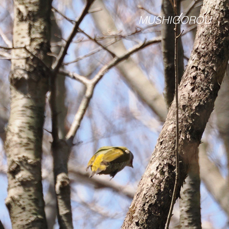 Japanese Woodpecker - ML619199763